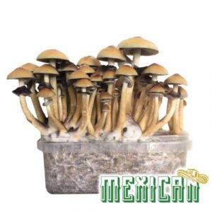 Mexican Magic Mushroom Grow Kit - 2100cc